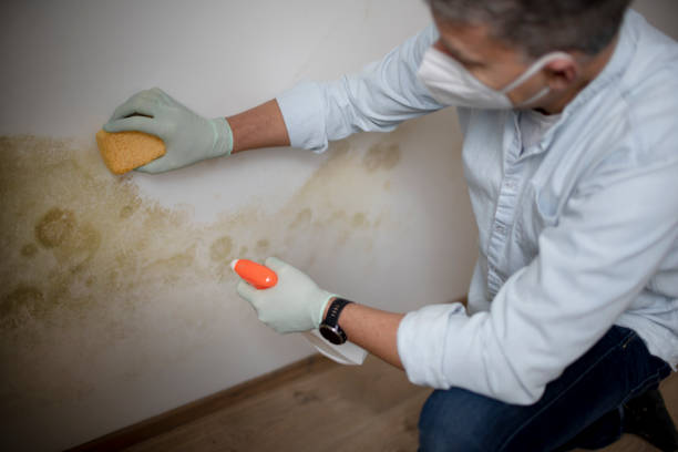 Best Home Mold Removal  in Pottsgrove, PA