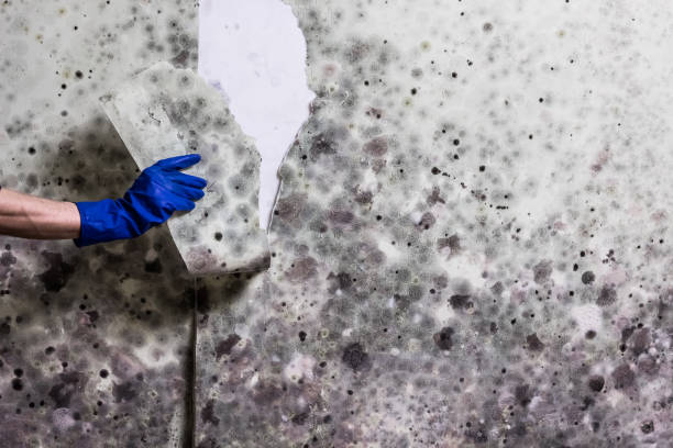 Mold Removal Process in Pottsgrove, PA
